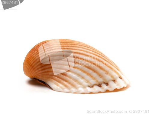 Image of Seashell isolated on white background