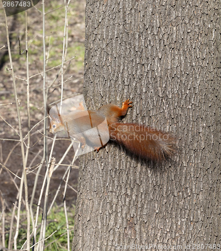 Image of Red squirrels on tree trunk