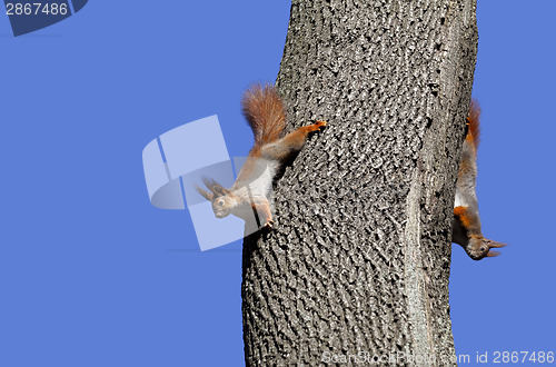 Image of Two red squirrels play on tree