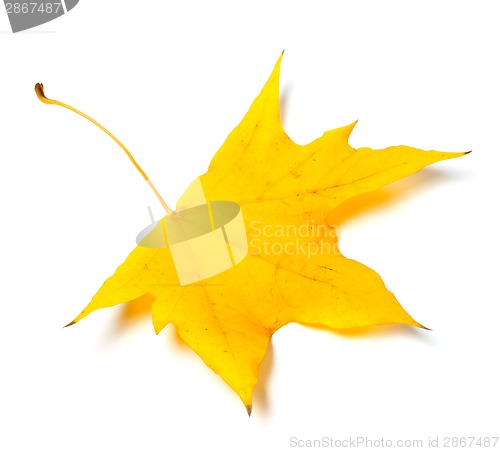 Image of Autumn yellow leaf