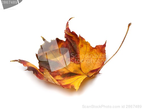 Image of Multicolor autumn maple-leaf