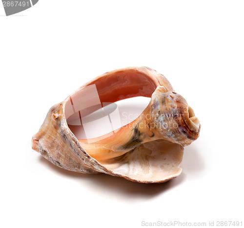 Image of Broken rapana shell