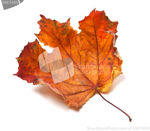 Image of Dry maple leaf