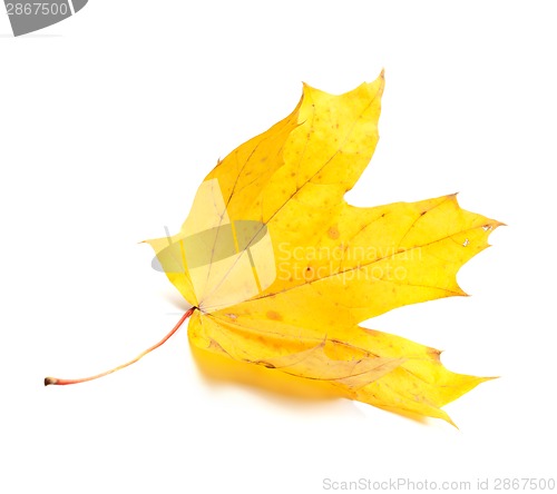 Image of Autumn yellow maple leaf