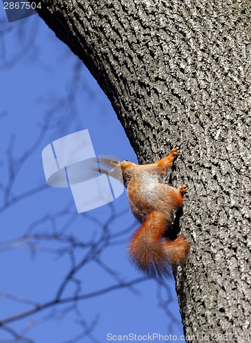 Image of Red squirrels on tree in forest