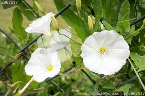 Image of white Calystegia