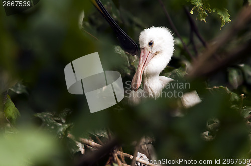 Image of Young spoonbill