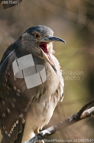 Image of Black-crowned night heron.  (juvenile)