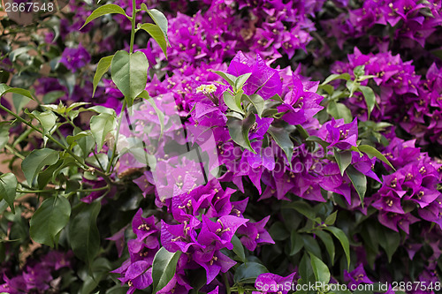 Image of Bougainvillea glabra