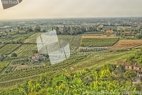 Image of Vineyards on  hills at sunset