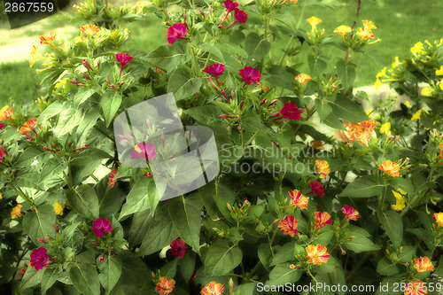 Image of flowers at sunset