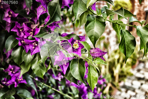 Image of Bougainvillea glabra