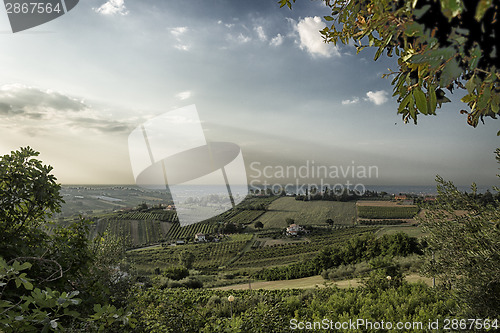 Image of Vineyards on  hills at sunset