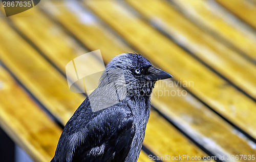 Image of Jackdaw