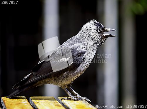 Image of Jackdaw