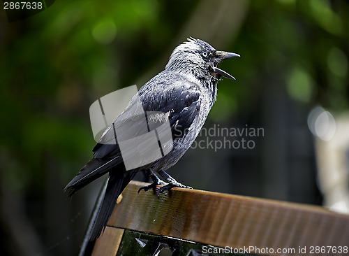 Image of Jackdaw