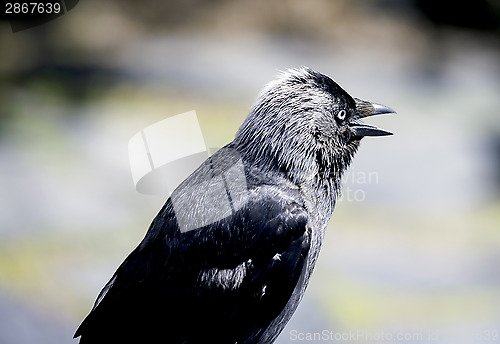 Image of Jackdaw