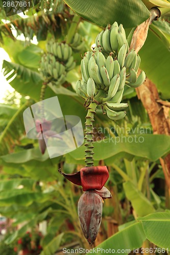 Image of Banana plant with flower and fruits 