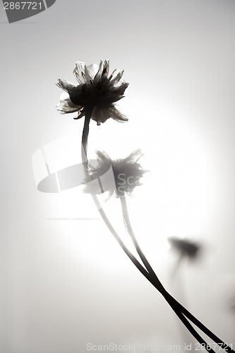 Image of Flowers and Sun