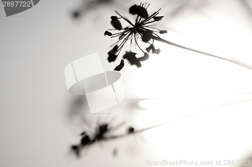 Image of Flowers and Sun