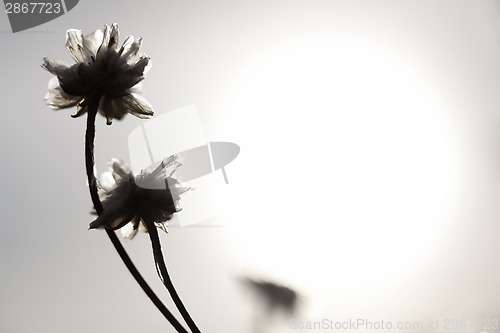 Image of Flowers and Sun