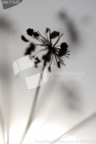 Image of Flowers and Sun