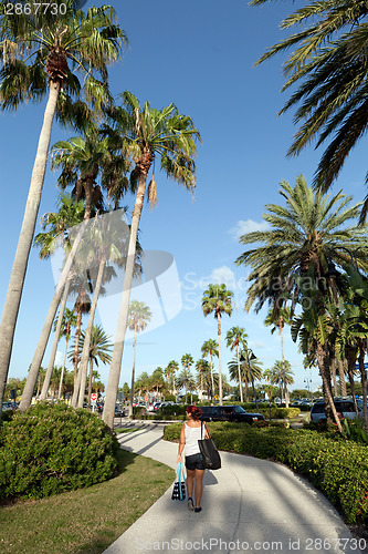 Image of Clearwater Florida Palm Trees
