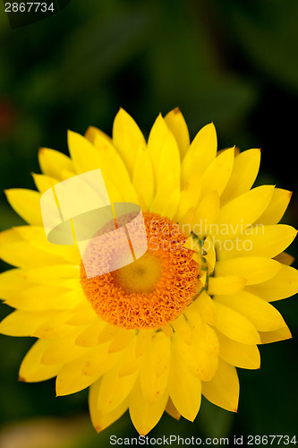 Image of Yellow Flower