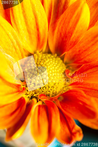 Image of Orange Yellow Flower