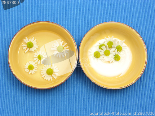Image of Camomile blooms in water and cream in ceramic bowls on blue background