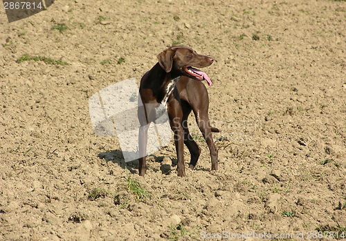 Image of Exhausted and hackling dog on open brown field