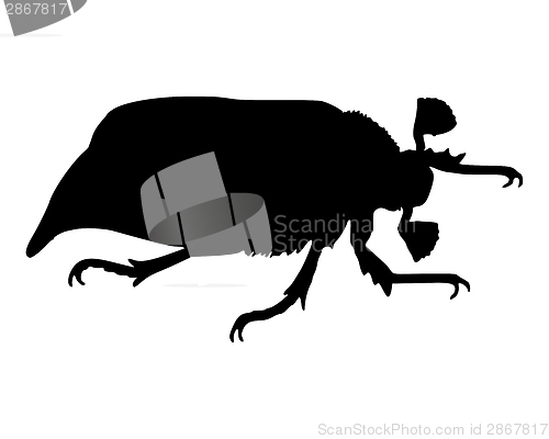 Image of May beetle