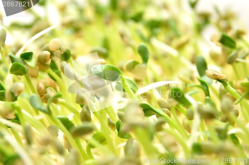 Image of Sprouted vegetables