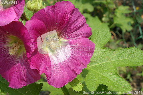 Image of hibiscus blooms with a bee looking for nutrition