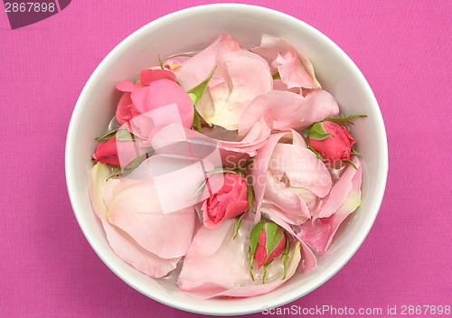 Image of Rose buds and petals on pink background