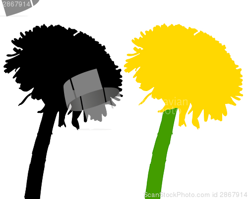 Image of Dandelion