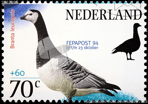 Image of Barnacle Goose