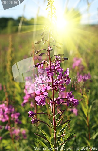 Image of Wild flower of Willow-herb in the sunlight