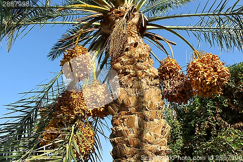 Image of Palm with bright orange fruits 