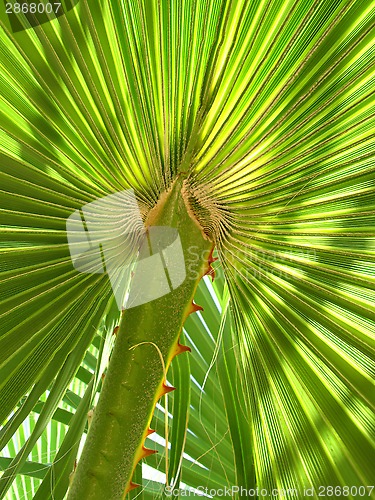 Image of Leaf of palm tree 
