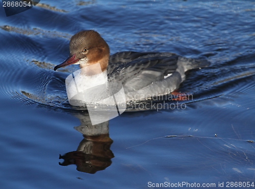 Image of Female merganser