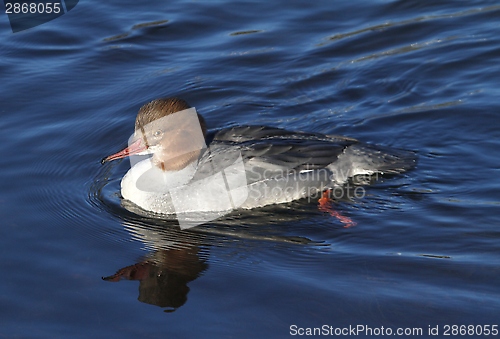 Image of Female merganser