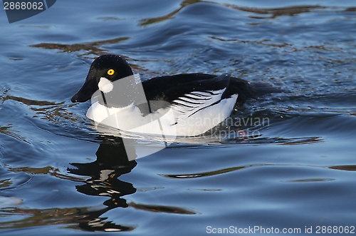 Image of Male golden eye