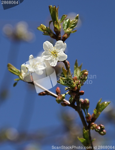 Image of Apple blossoms