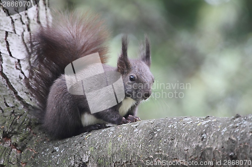 Image of Squirrel sitting on a branch
