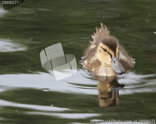 Image of Duckling swimming
