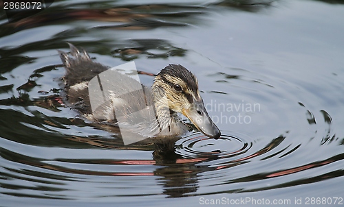 Image of Wet duckling