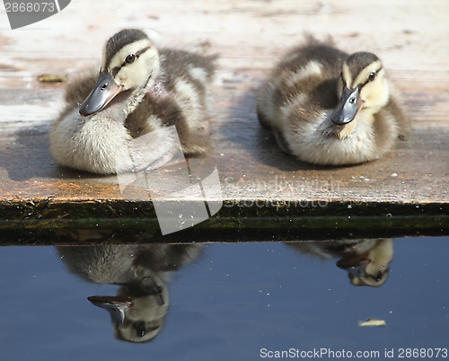 Image of Ducklings