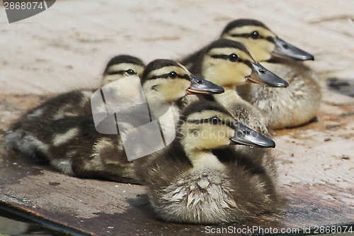 Image of Ducklings