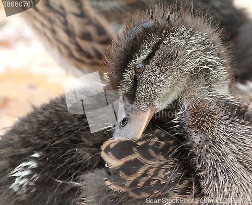 Image of Duckling grooming